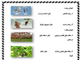 تحقیق انواع قسمت های گیاهان همراه با جزئیات