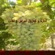پاورپوینت اداره و کنترول امراض و آفات