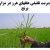 پاورپوینت مدیریت تلفیقی علفهای هرز در مزارع برنج