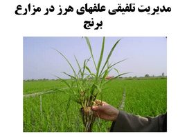 پاورپوینت مدیریت تلفیقی علفهای هرز در مزارع برنج