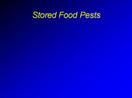 پاورپوینت Stored Food Pests