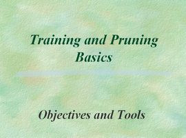 پاورپوینت Training and Pruning Basics