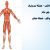 پاورپوینت عضلات (راست داخلی-عضلهٔ نيم‌ وترى-کشندهٔ پهن نیام-عضله دو قلو-عضلة نعلي )