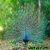پاورپوینت شگفتی آفرینش طاووس