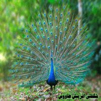پاورپوینت شگفتی آفرینش طاووس