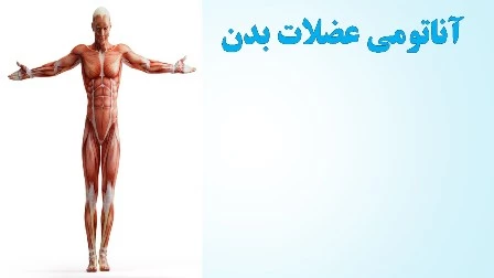 دانلود پاورپوینت آناتومی عضلات بدن