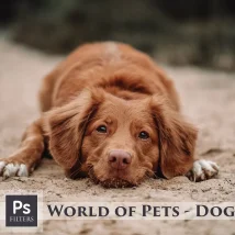 پریست لایتروم World of Pets Dogs Lightroom Presets